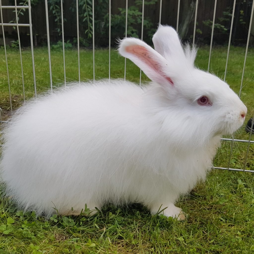 Ангорская пуховая кролик
