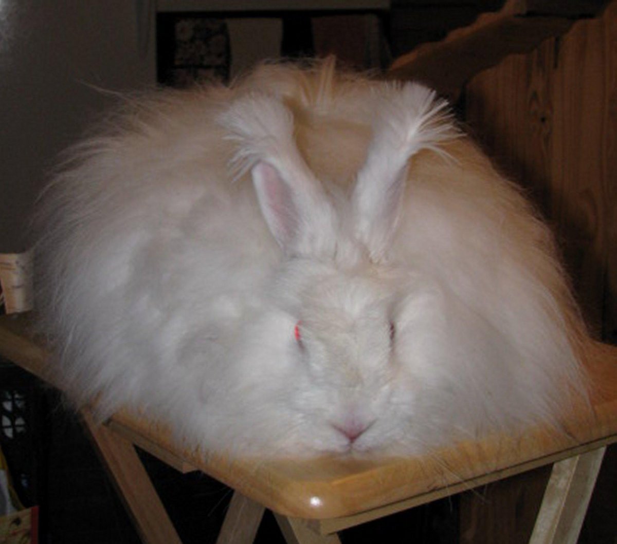 Германский ангорский кролик