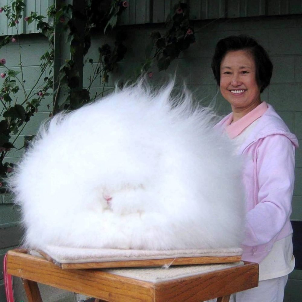 Ангорский пуховой кролик