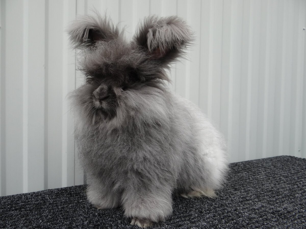 Ангорская пуховая порода кроликов