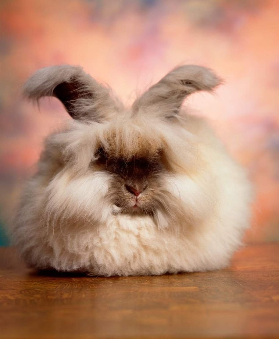 Пушистый ангорский кролик