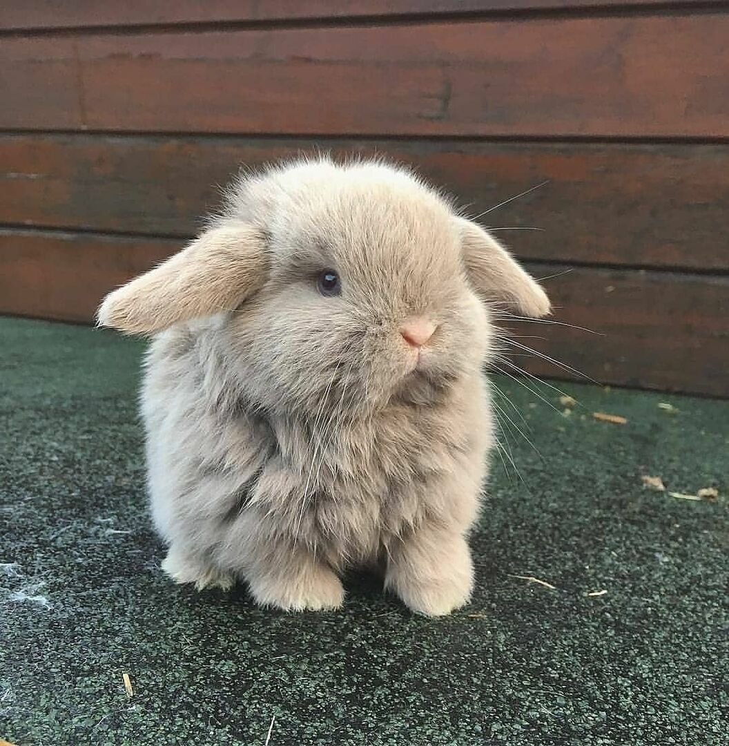 Пушистый кролик