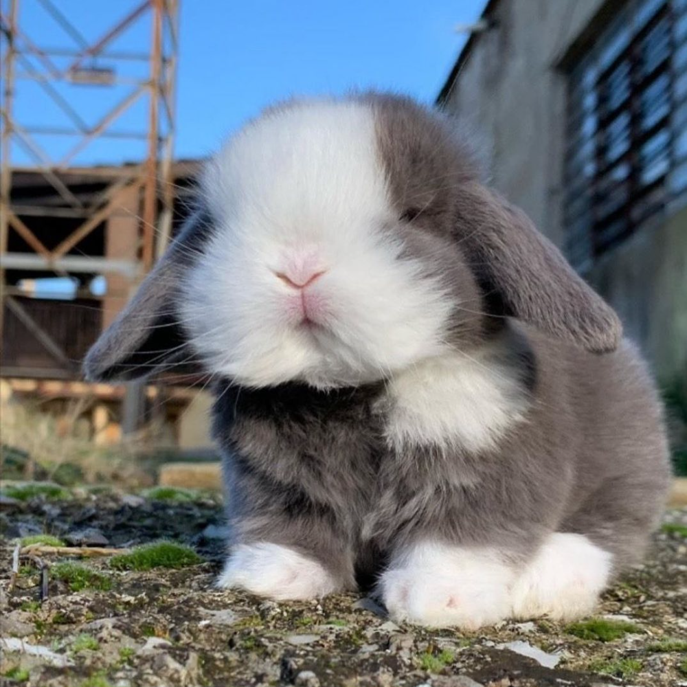 Голландский карликовый кролик