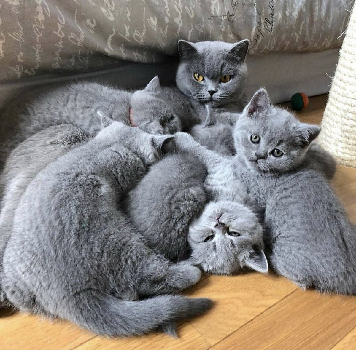 Британские котята медвежьего типа