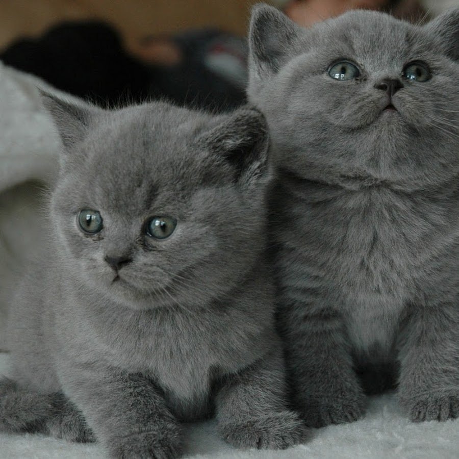 Рисуем шотландского вислоухого кота