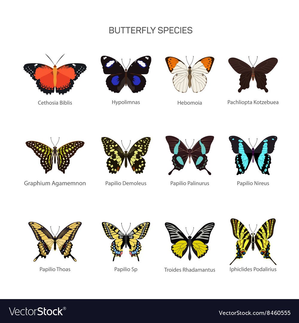 Какие имена бабочек. Название бабочек. Название разных бабочек. Разные бабочки и их названия. Бабочки с названиями для детей.