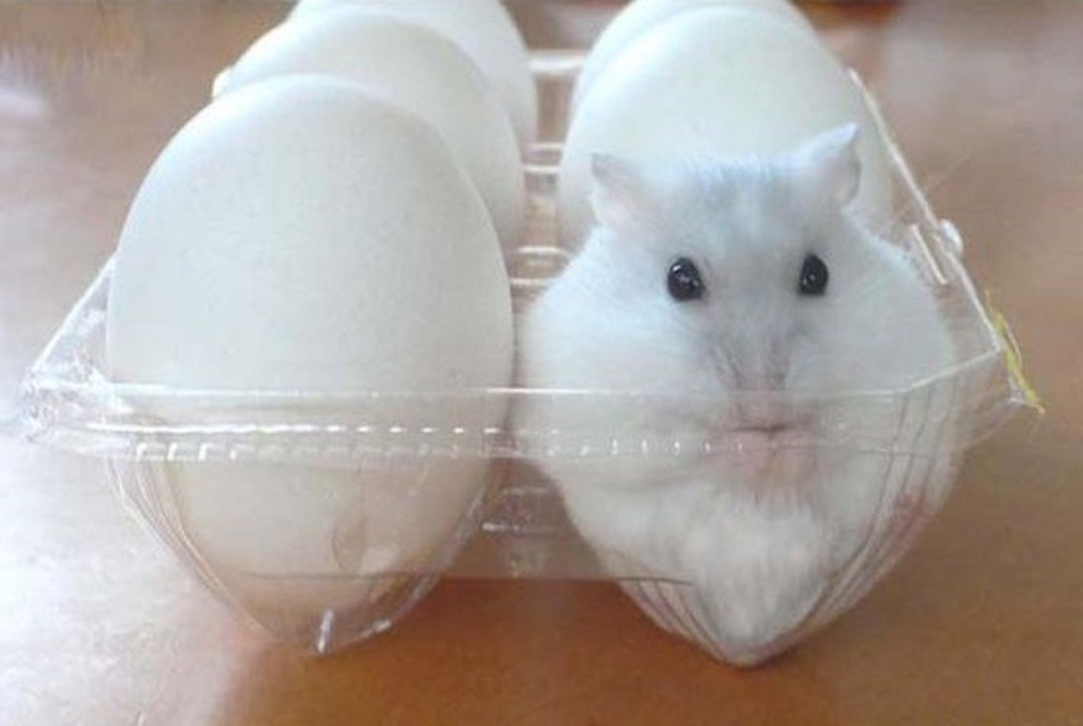 Уставшая крыса