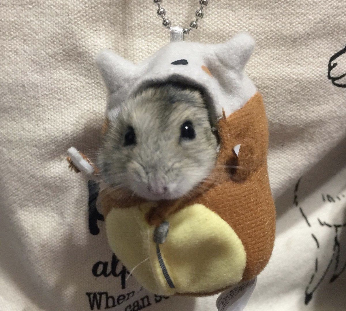 Больная белка