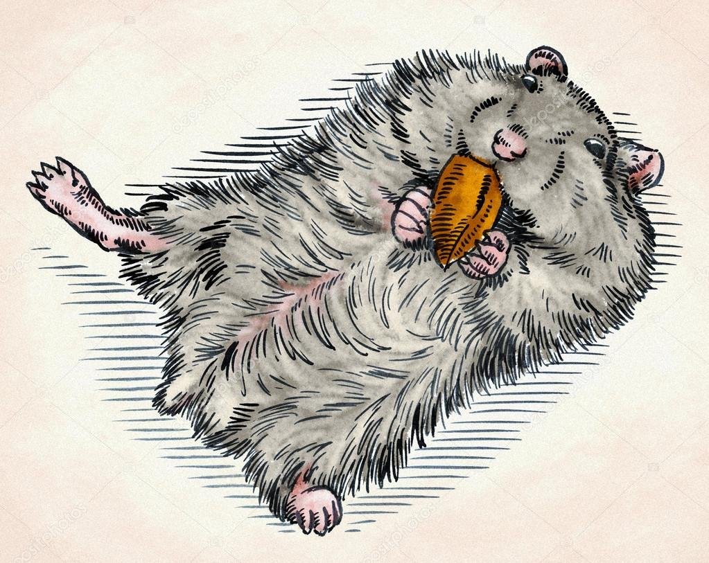 Еда для хомячков сирийских