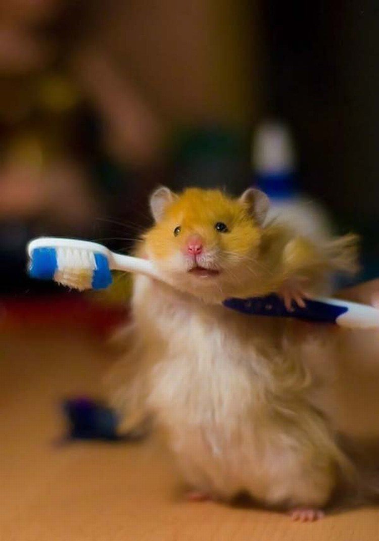 Хомяк вилка ай