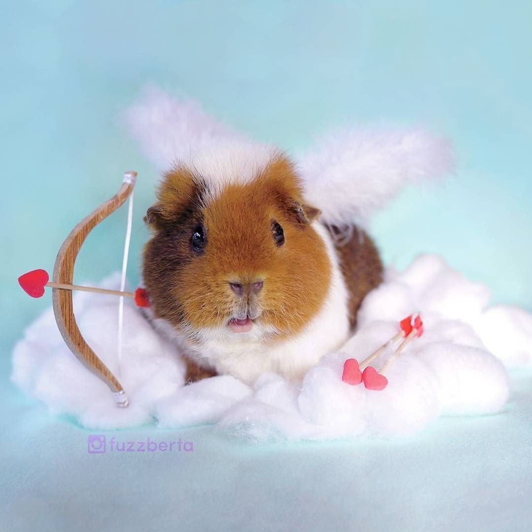 Лапки хомяка