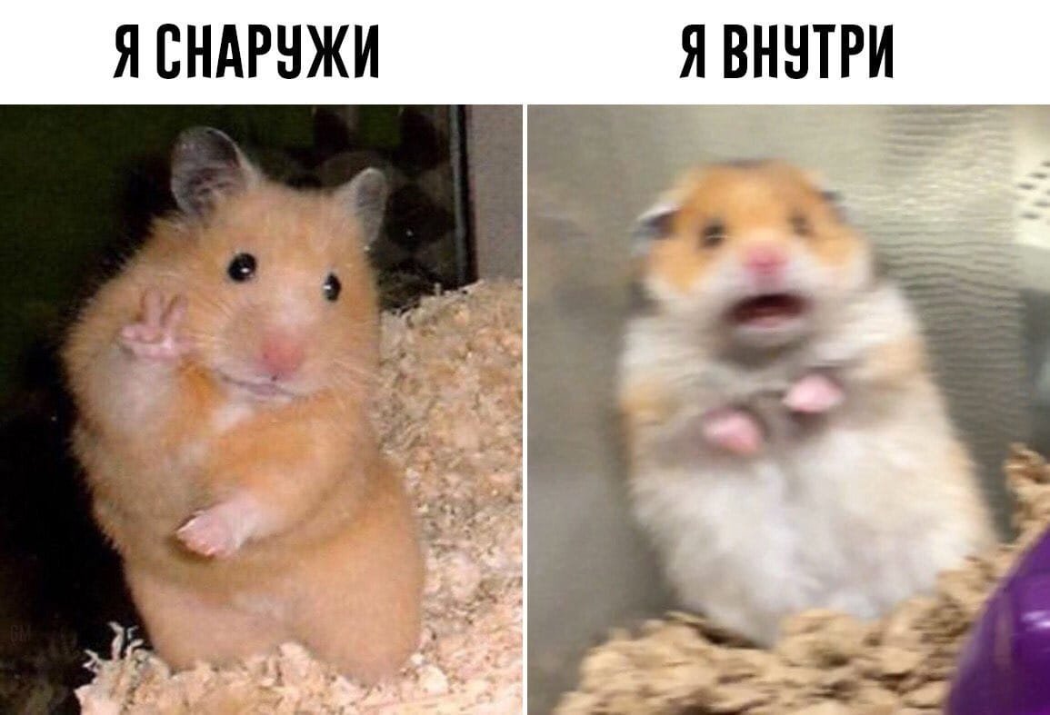 Мышь в наушниках