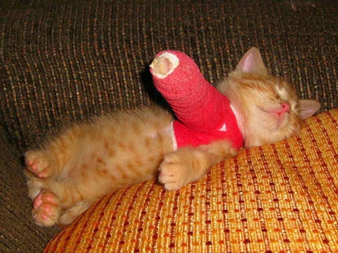 Морская Свинка доктор