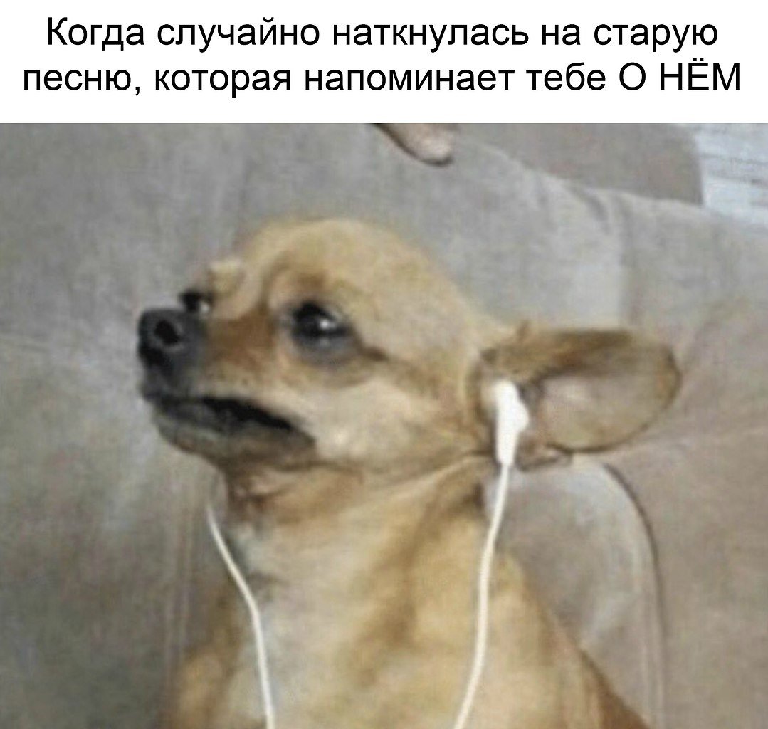 Лабрадор плачет