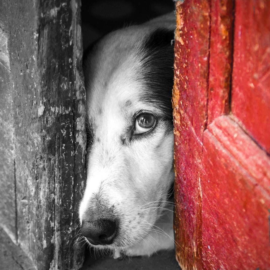 Животная душа