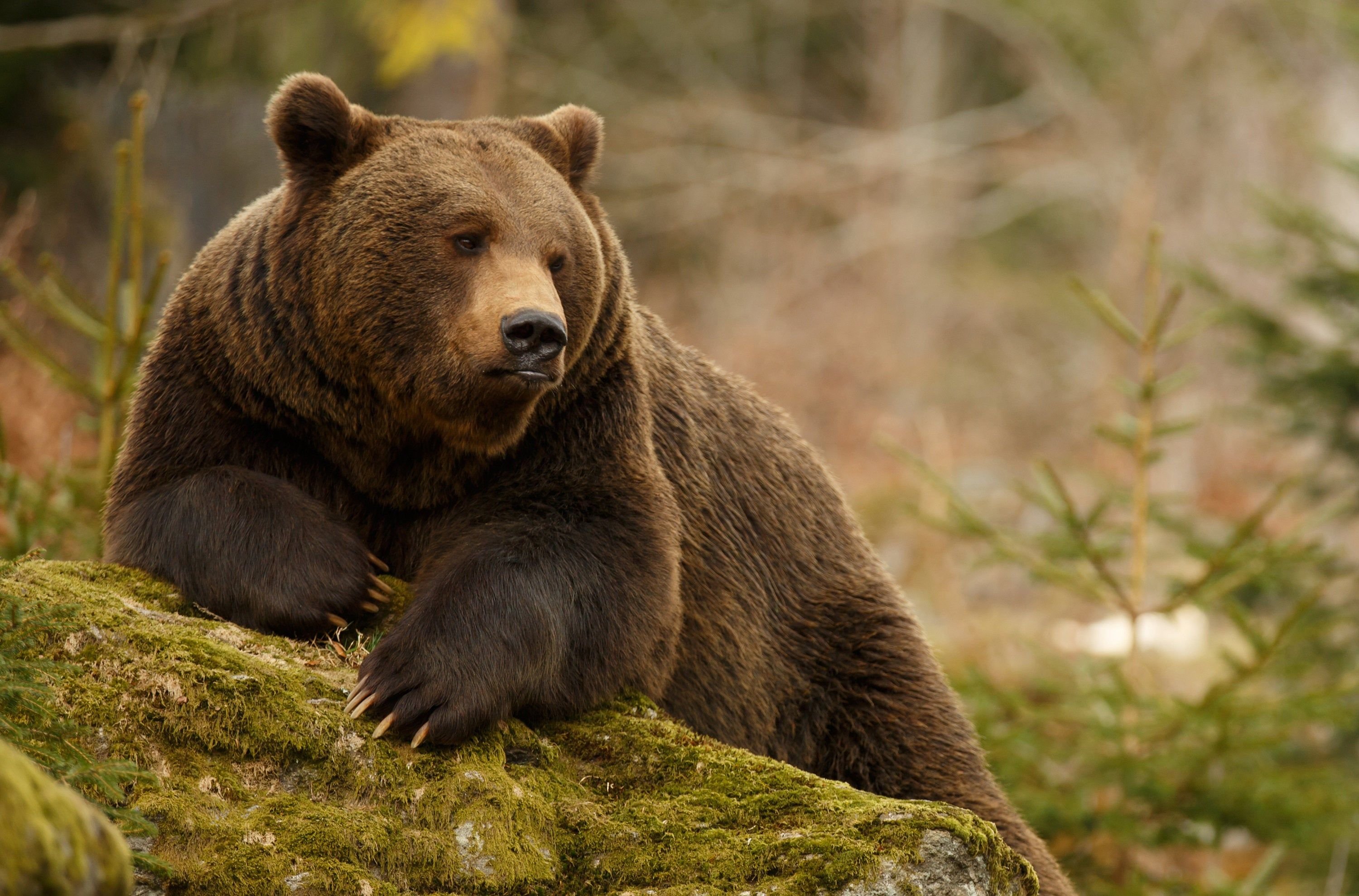 Животное тайги бурый медведь. Бурый медведь в тайге. Бурый медведь в тайге России. Сибирский бурый медведь. Сибирский бурый медведь Камчатский бурый медведь.