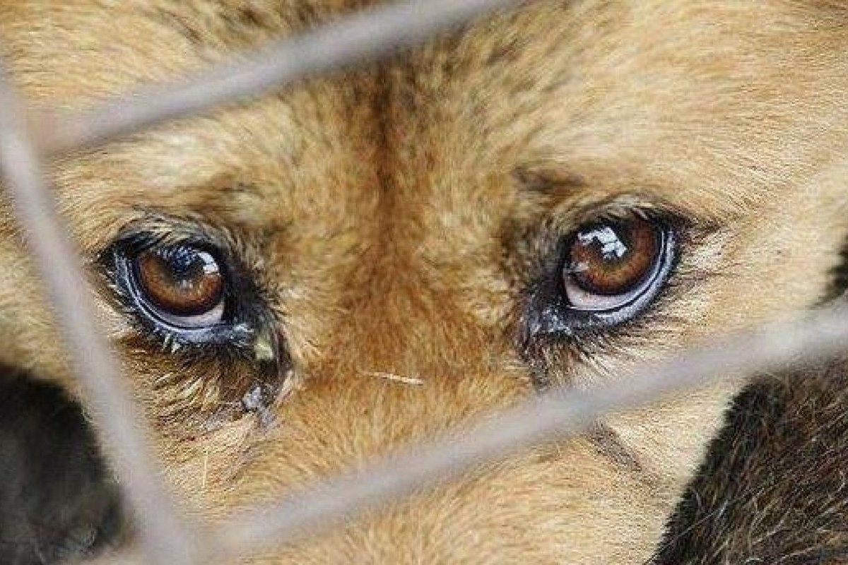 Жестокое обращение с животными