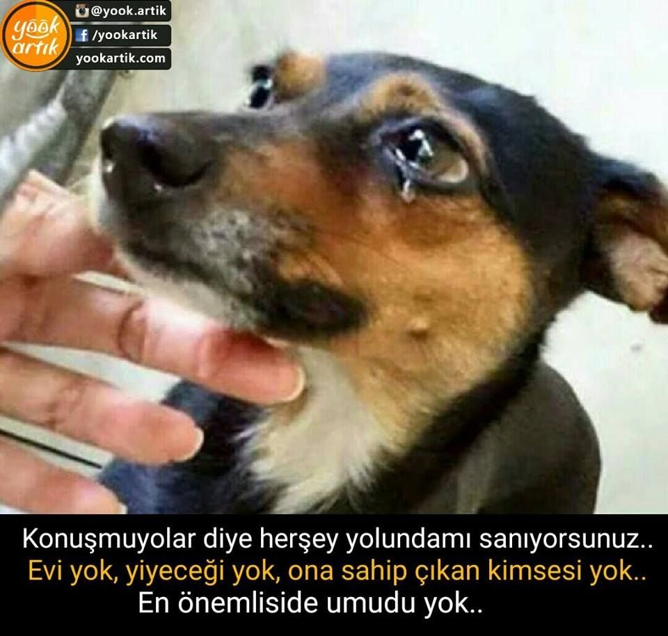 Улыбается через слезы пес