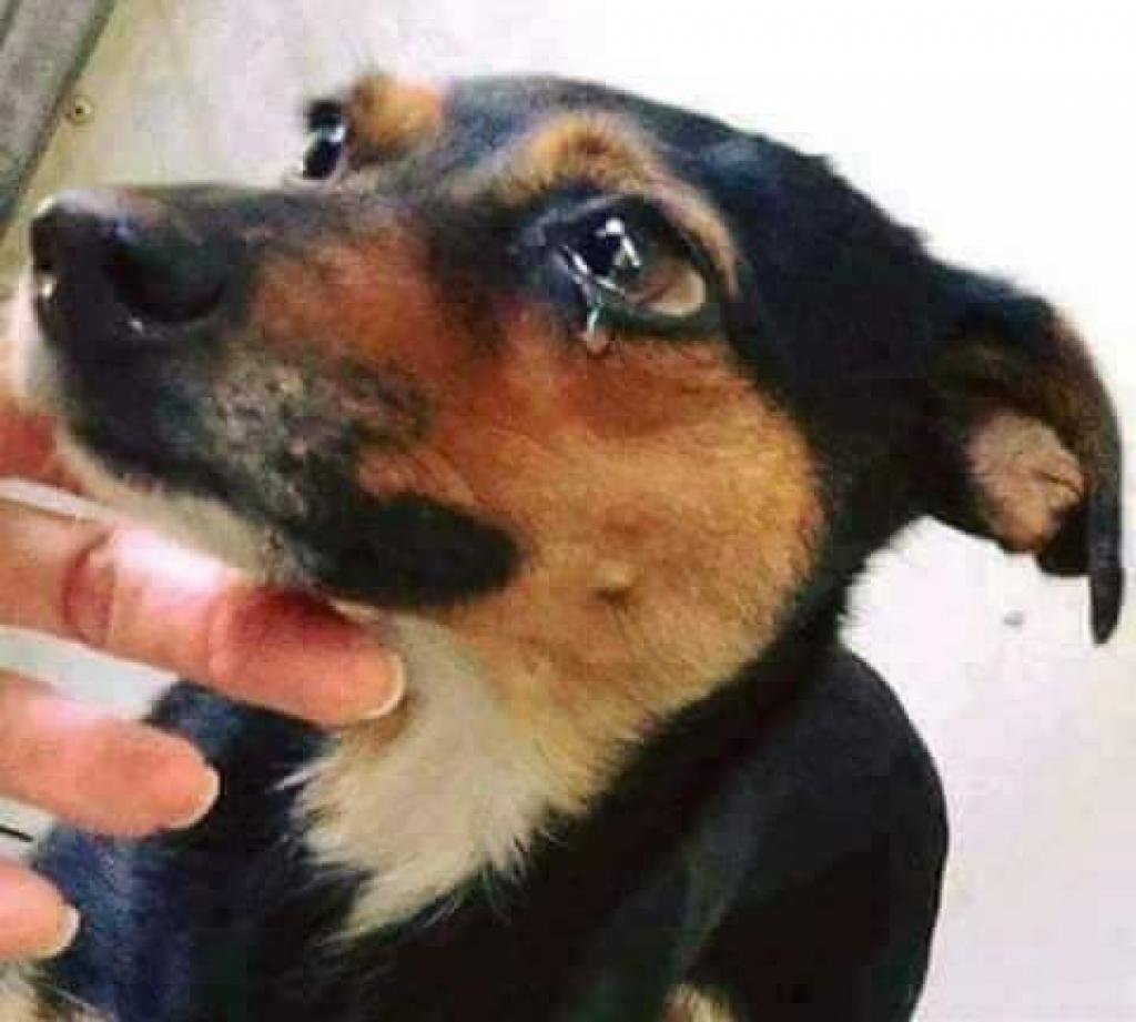 Собачка плачет