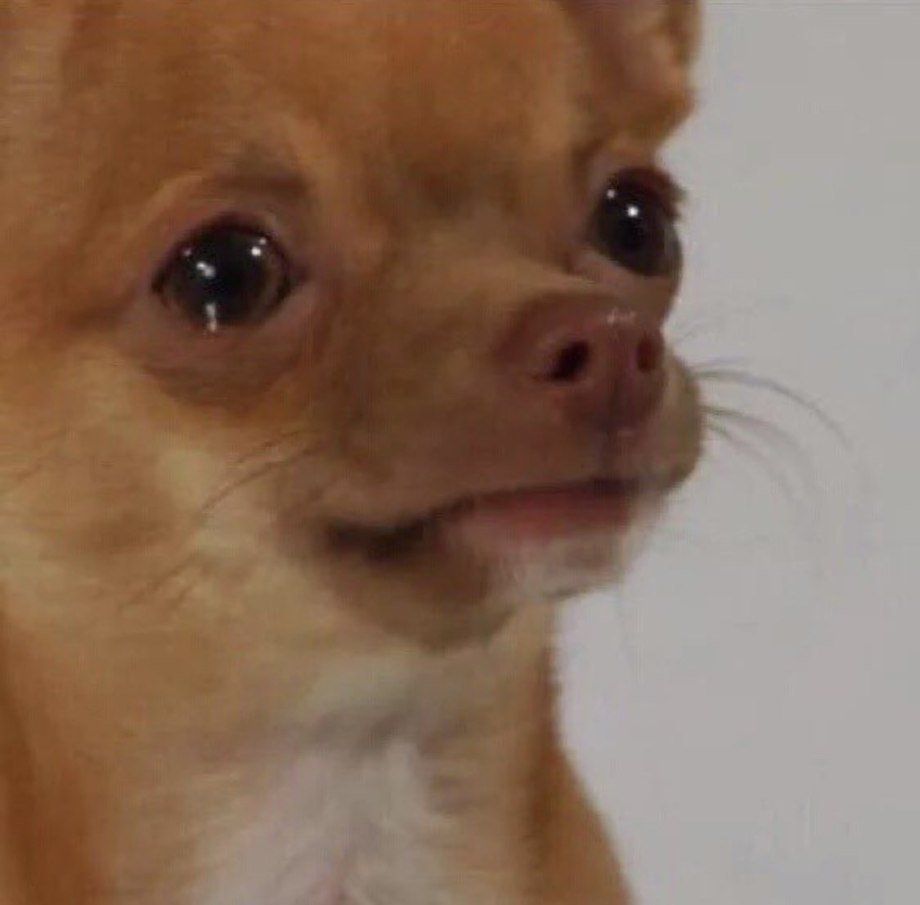 Собака плачет Мем