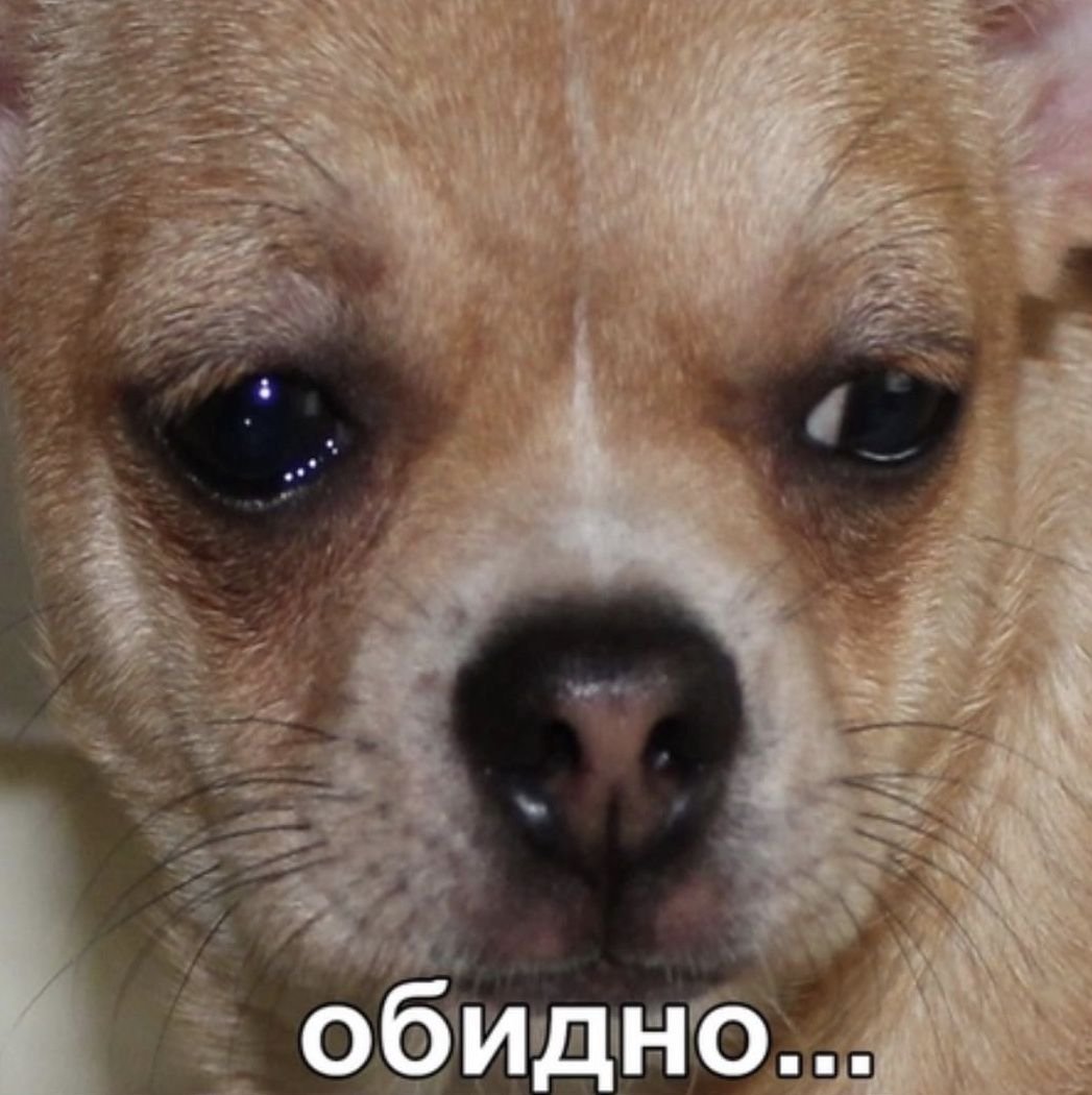 Грустная чихуахуа