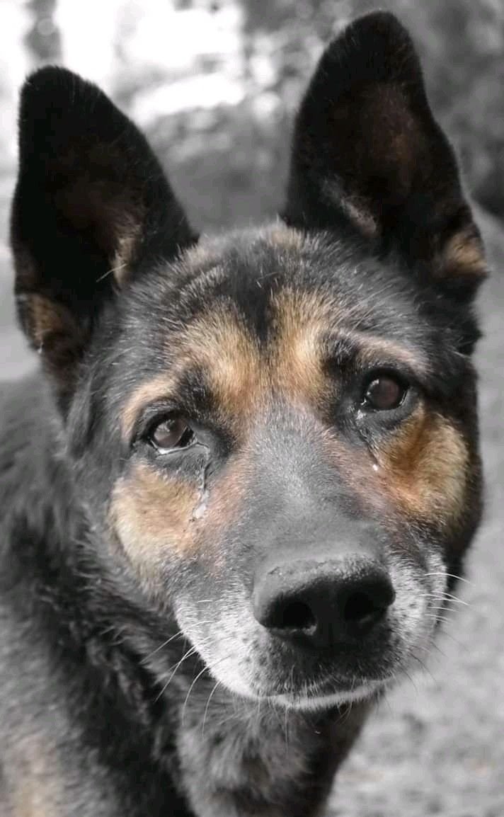 Бездомный пес