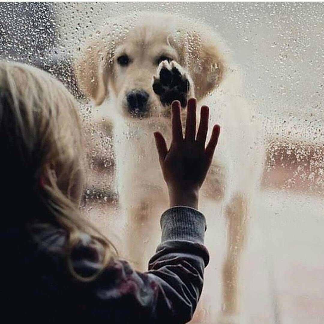 Собака Луша