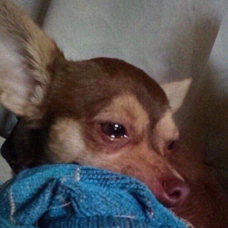 Собака плачет мемы