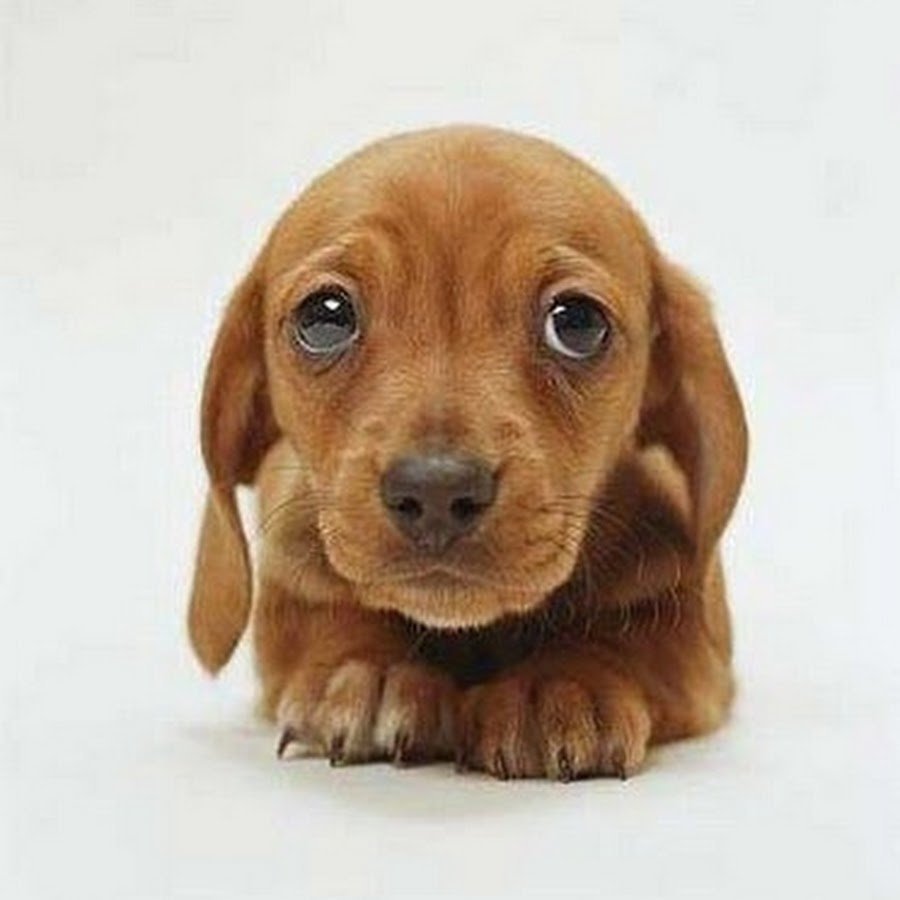 Грустная такса