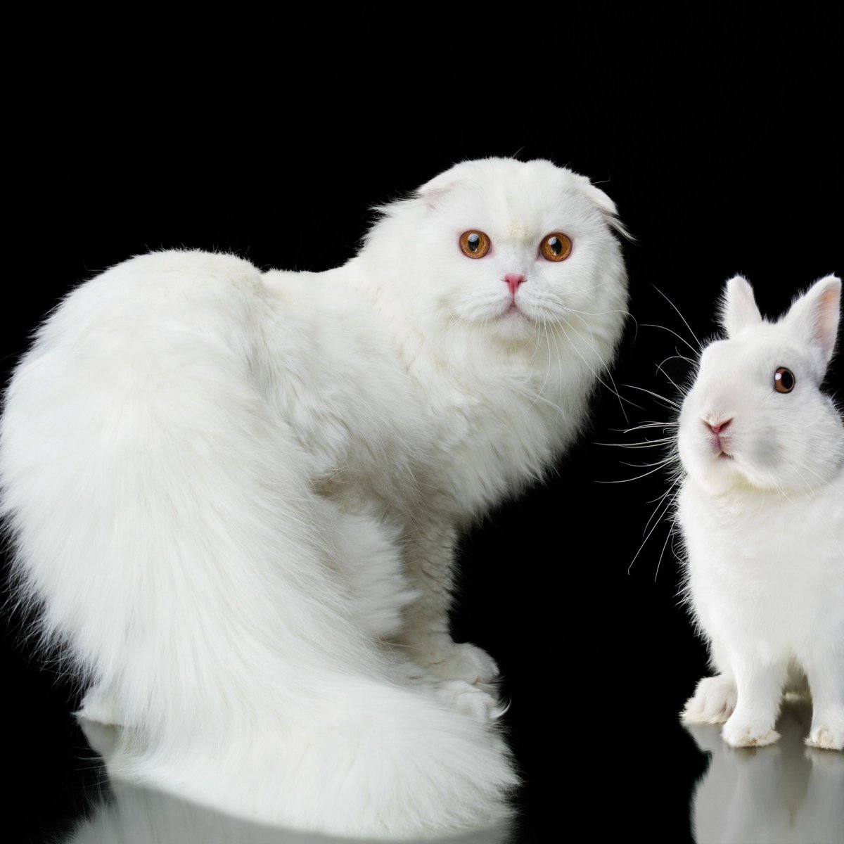 Белый и пушистый