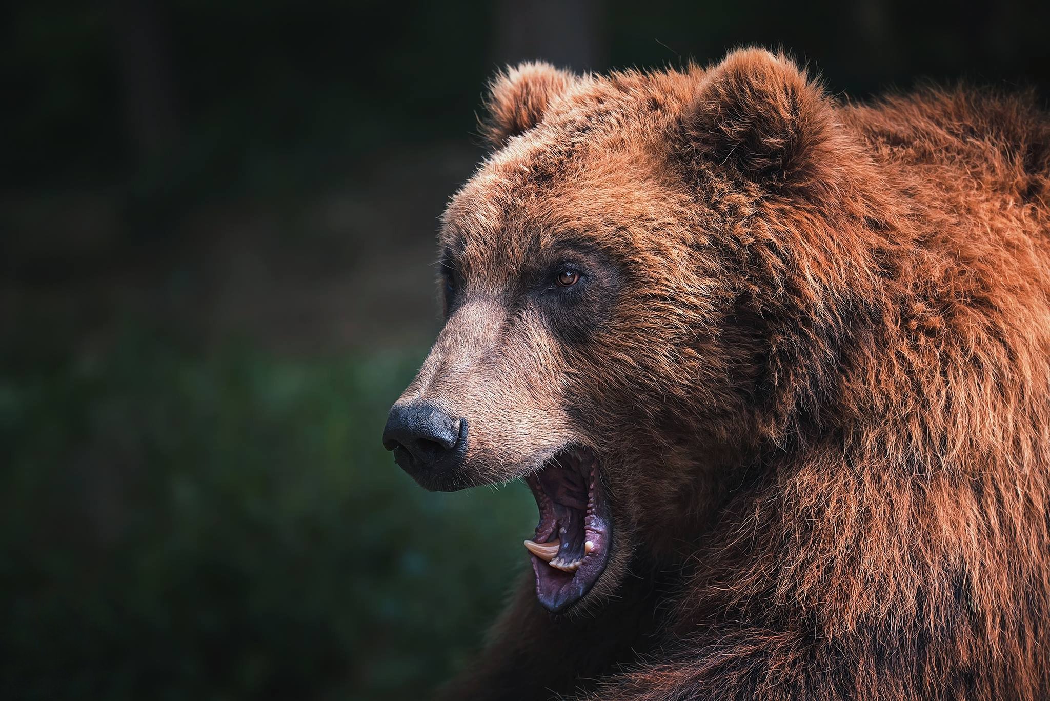 Бурый медведь голова. Миша Гризли. Медведь Гризли. Медведь Гризли злой. Морда медведя.