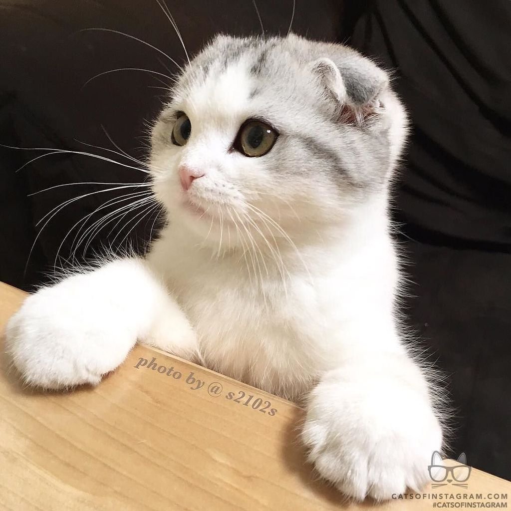 Кот Манчкин вислоухий