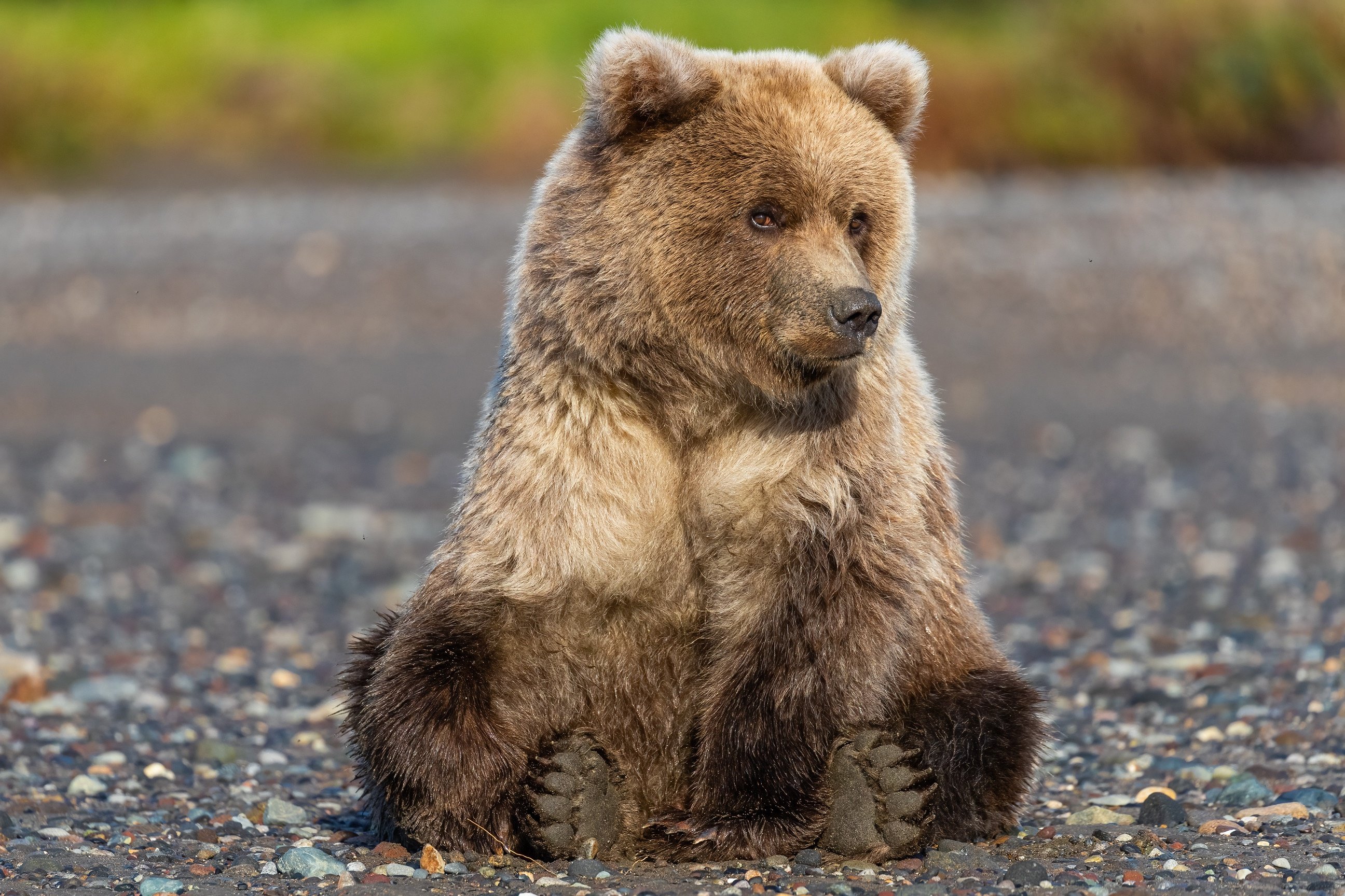 Игры бурый медведь. Медведь Гризли. Гризли и бурый медведь. Медведь Гризли на Аляске. Медведь Гризли в Канаде.
