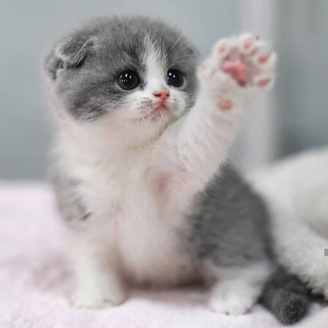 Маленький милый котенок