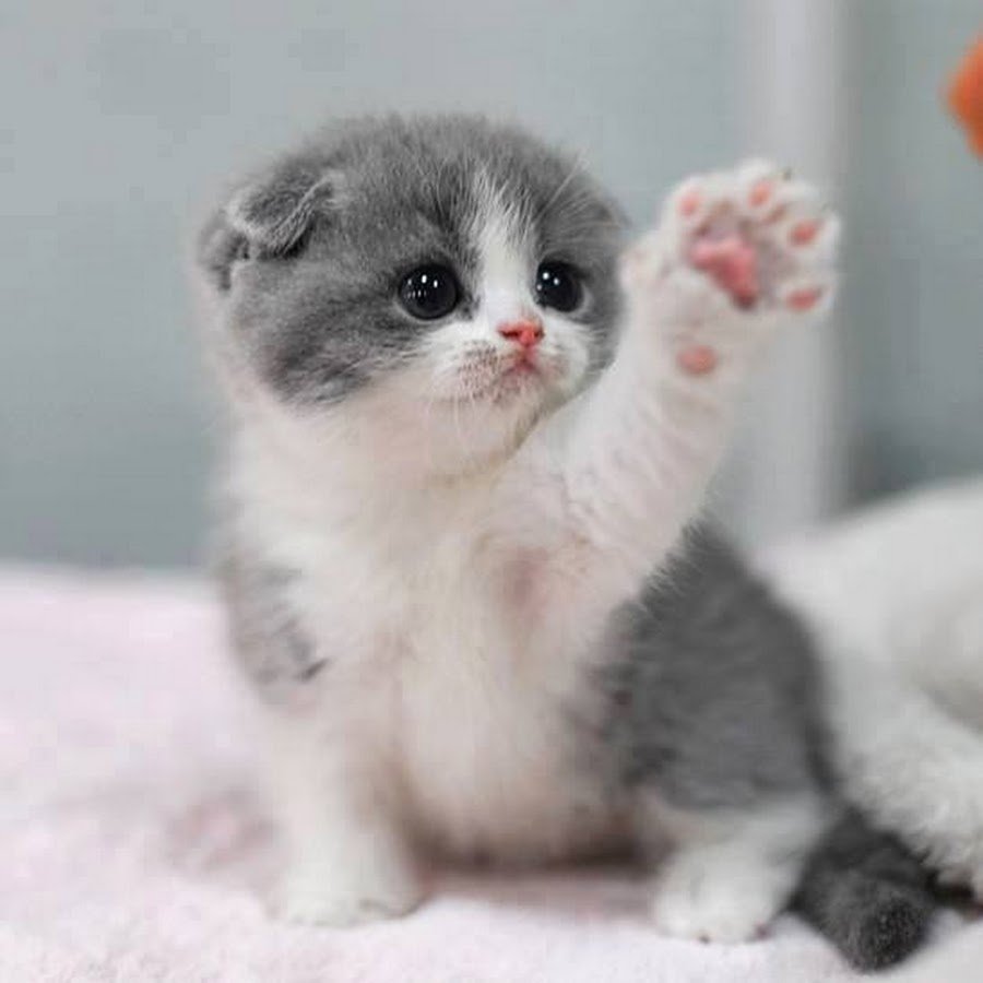 Маленький котенок