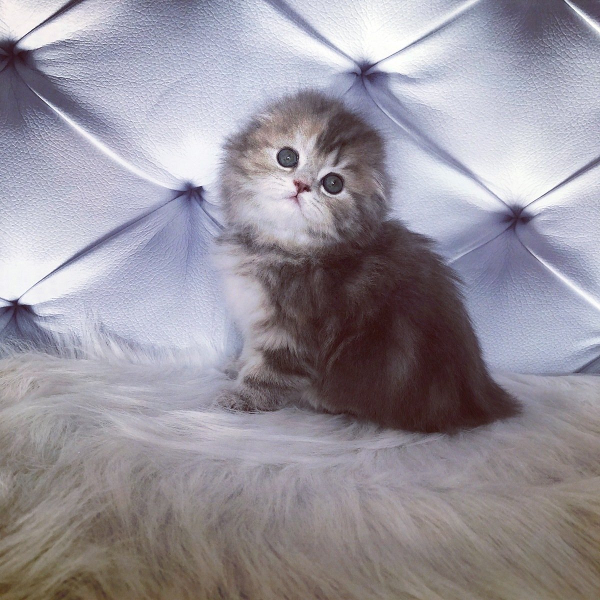 Хайленд-фолд Шотландская вислоухая длинношерстная