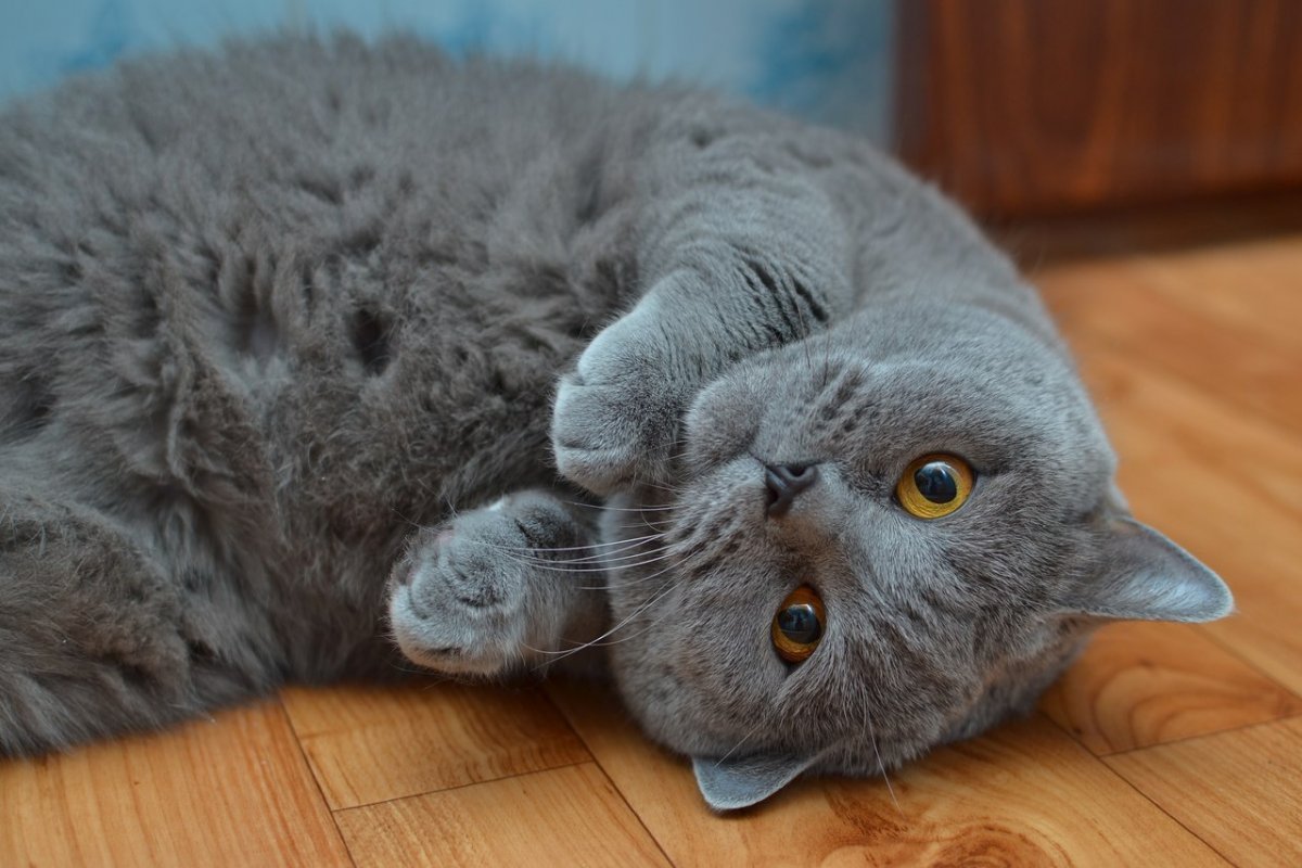 Кот британец серый