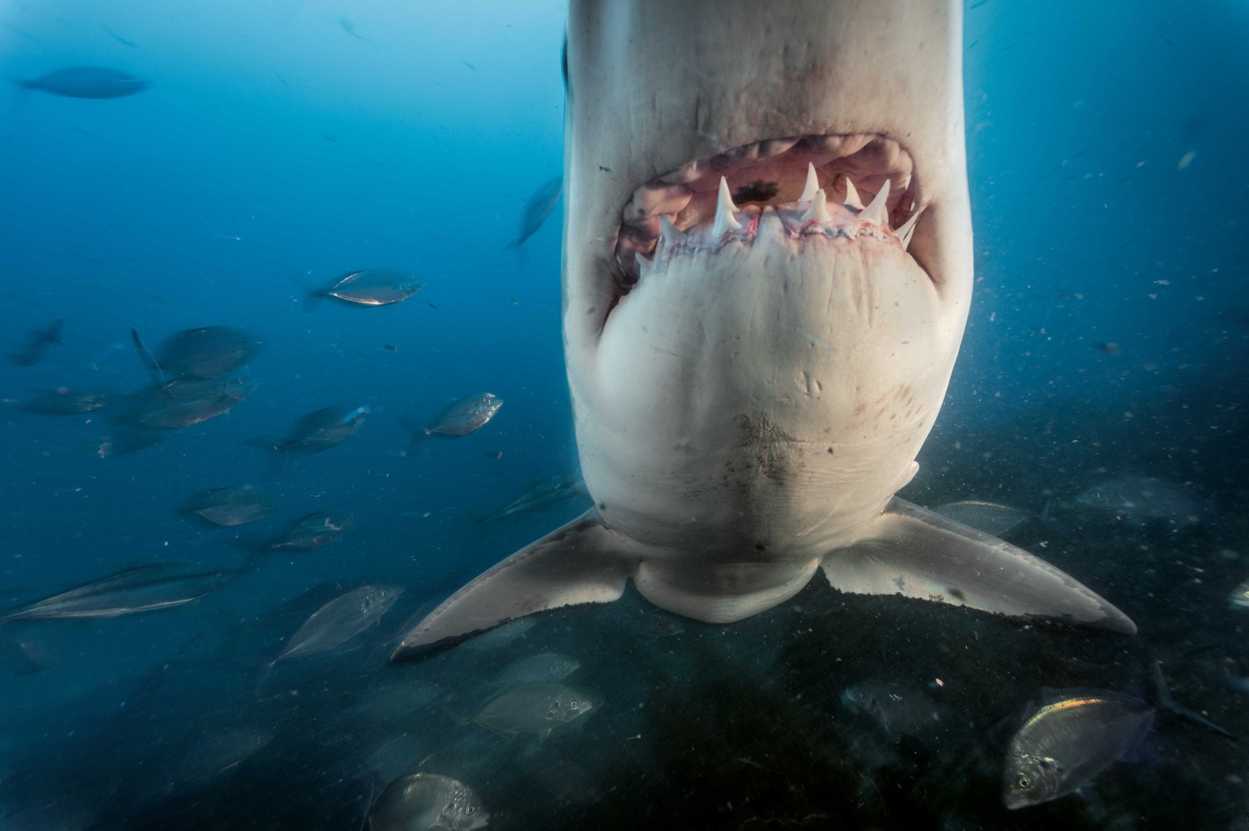Тигровая акула опасна для человека. Большая белая акула кархародон. Акулы Средиземного моря. Самые опасные акулы Средиземного моря. Большая белая акула National Geographic.
