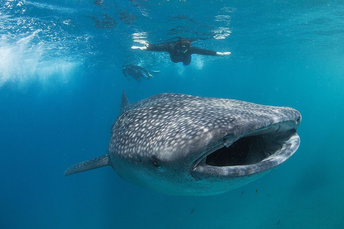 Китовая акула