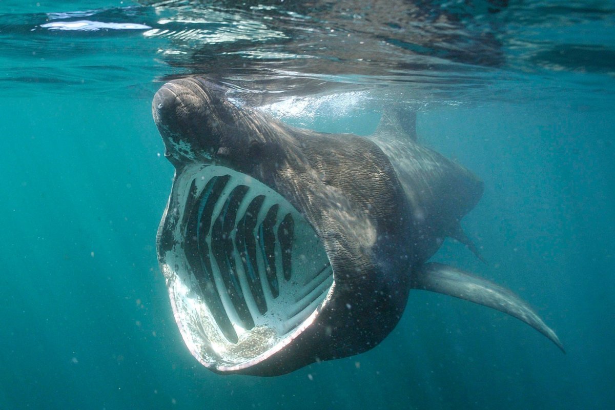 Большая акула Cetorhinus Maximus