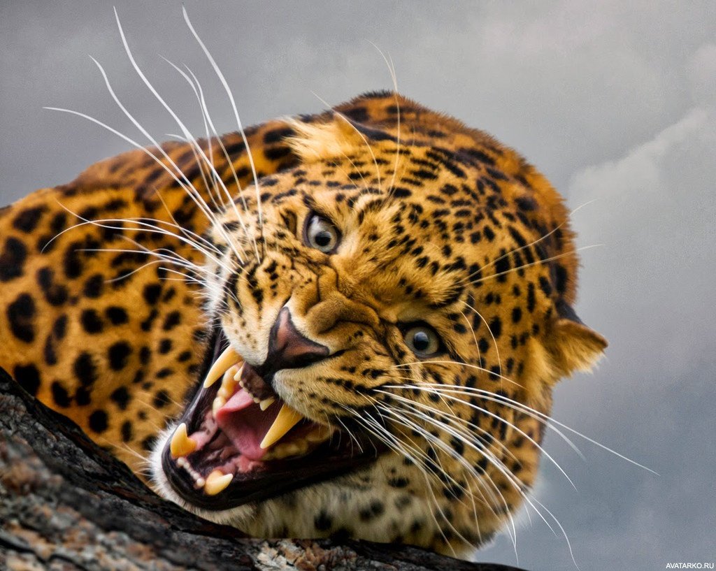 Леопард оскал