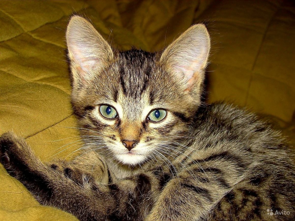 Табби макрель полосатый