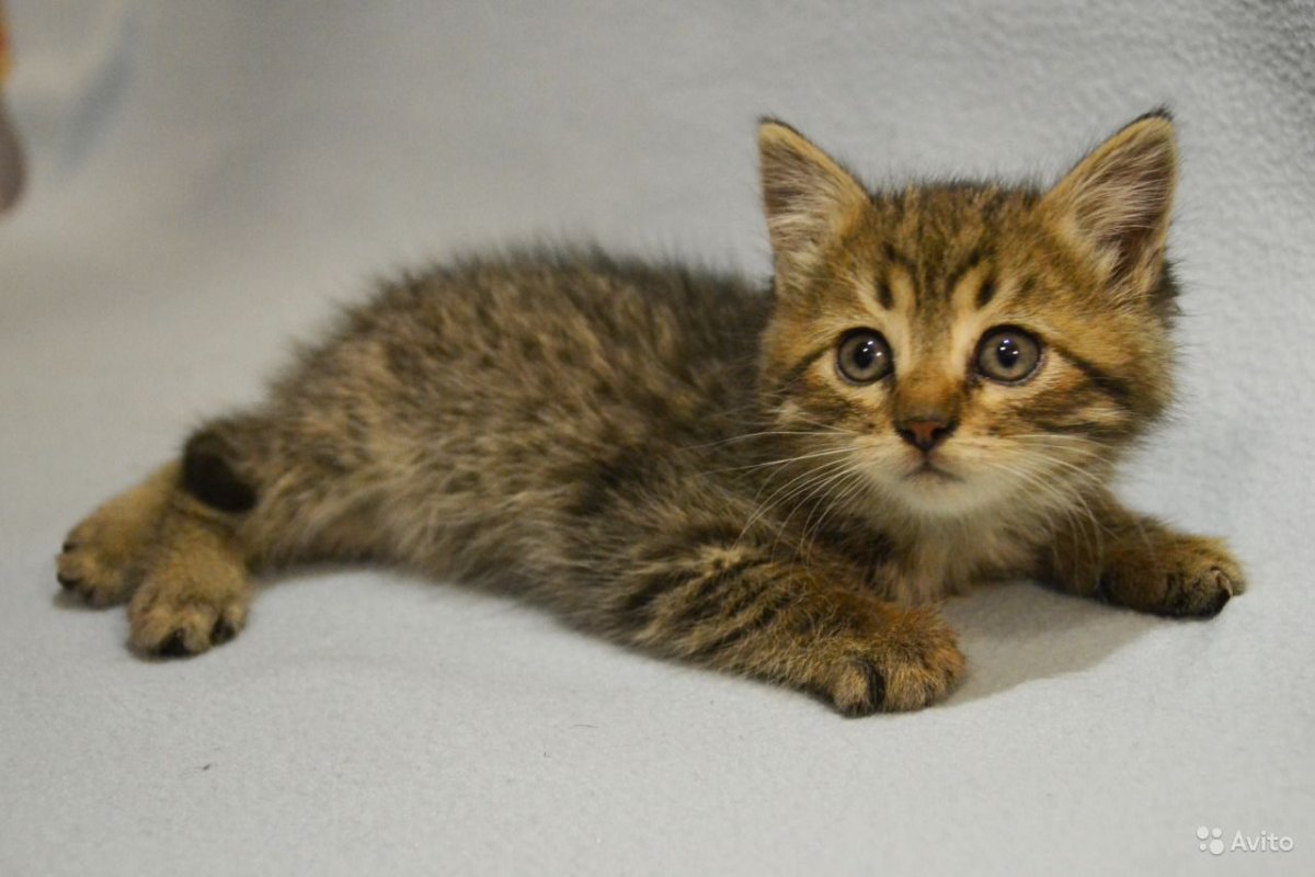 Кошка табби макрель