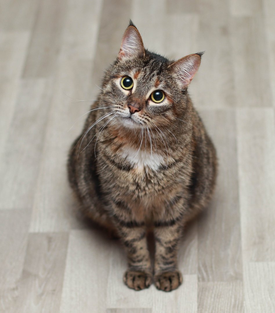 Шпротный кот