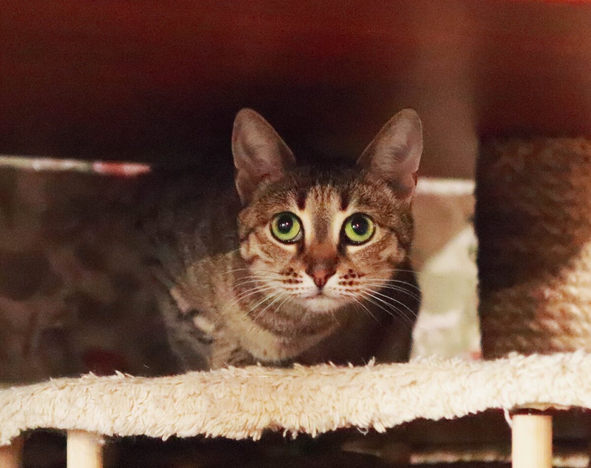 Шпротная кошка