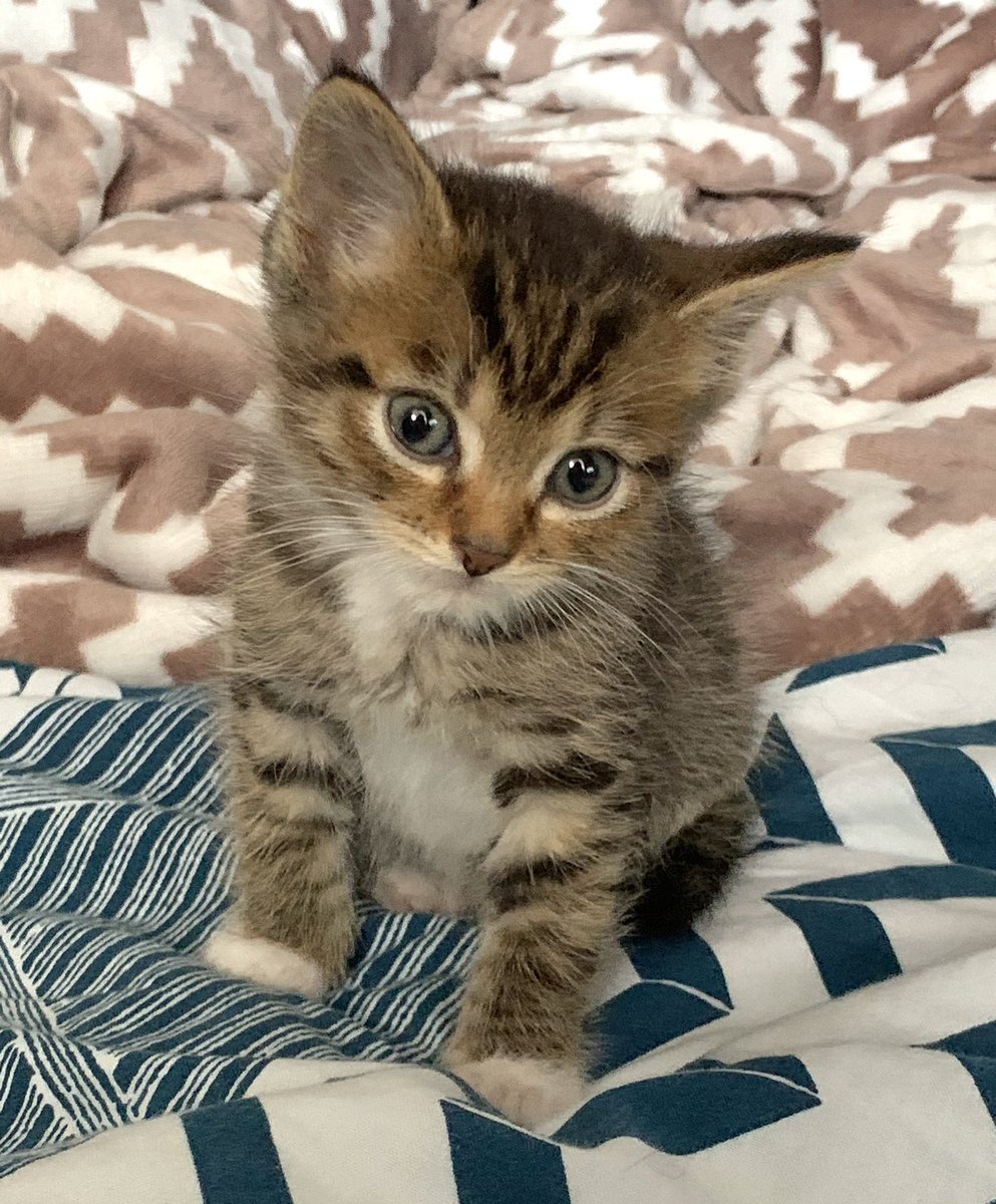 Шпротная расцветка у кошек