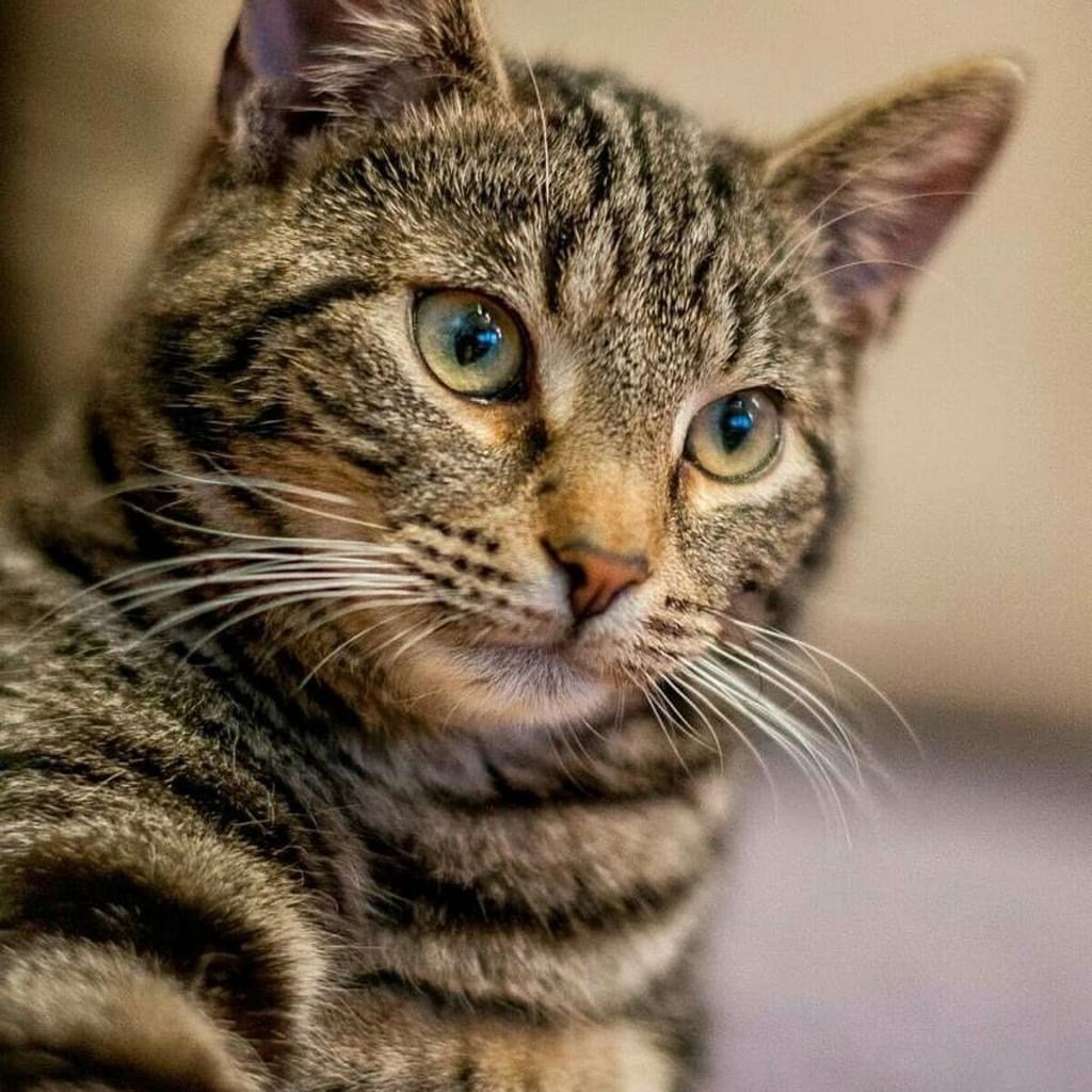 Полосатый кот беспородный