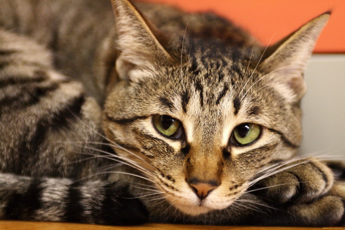 Шпротный окрас у кошек