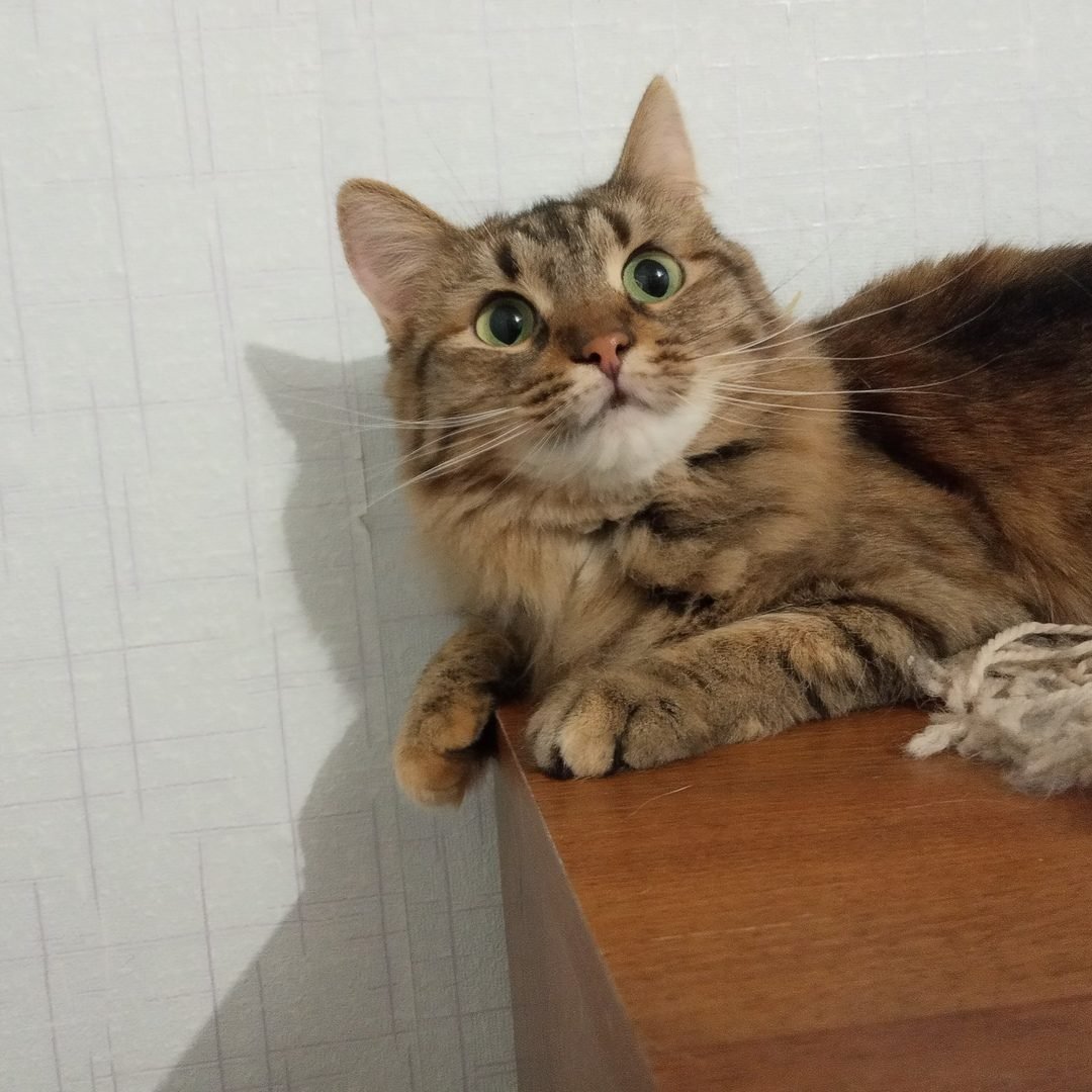 Табби макрель тигровый