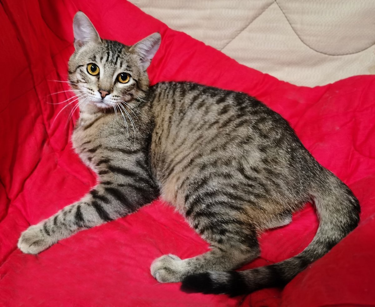 Котята шпротного окраса